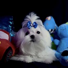 Tiny Baby Boy - White male Maltese puppy in Arab, Alabama from Always Maltese