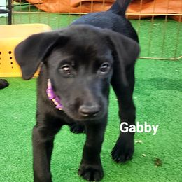 Girl 2 - Gabby- Purple collar - Black Labrador Retriever puppy in North Highlands, California from High Sierra Labrador Retrievers