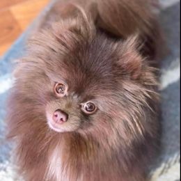 Keke  - Pomeranian