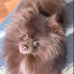 Keke  - Pomeranian