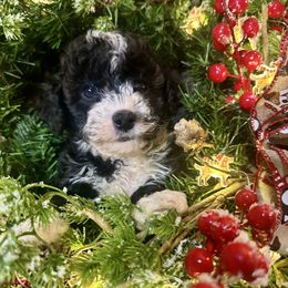 Harry - Parti male Goldendoodle puppy in Kearneysville, West Virginia from Daydreamer