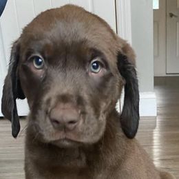 Dilute Retrievers and Labrador Retrievers from Rena’s Retrievers