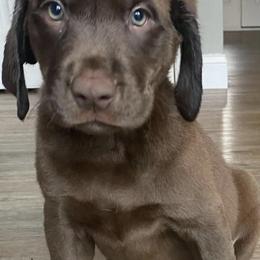 Dilute Retrievers and Labrador Retrievers from Rena’s Retrievers