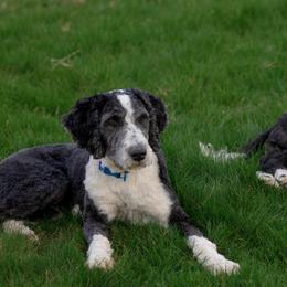 Sheepadoodles from Barney family farm