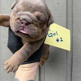 Meridth - Lilac tri-color female Bulldog puppy in Marysville, Washington from English Bulldogs WA