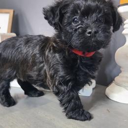 Yorkipoo Puppies from Gin and Stella's Adventures