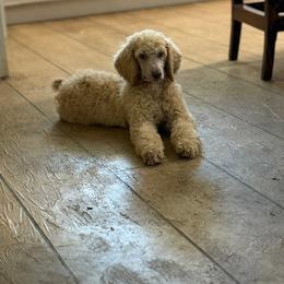 Poodle Puppies from East Bunch Poodles