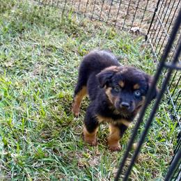 Reba - Black tri female Miniature Australian Shepherd puppy in Michie, Tennessee from Acton Aussies