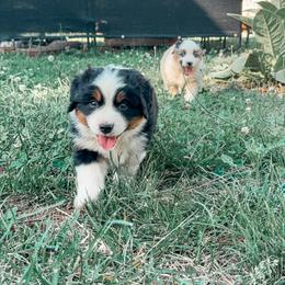 Nyx - Black tri male Miniature Australian Shepherd puppy in Shingletown, California from Whiskeytown Aussies