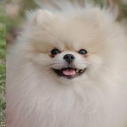 Dyno - Pomeranian