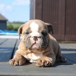 Boxer, Bulldog, and French Bulldog Puppies from Hillview Kennels