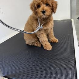 Bernedoodle, Cavapoo, Goldendoodle, Miniature Schnauzer, and Poodle Puppies from Alyssa Xxweetdoodles