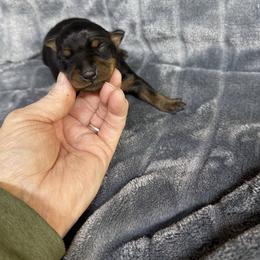 Lilly - Black and rust female Miniature Pinscher puppy in Atoka, Oklahoma from Boggy Depot Cavaliers & Friends