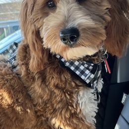 Goldendoodles from Schaefer Acres Doodles and Shepherds