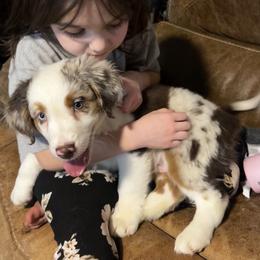 Australian Shepherd and Miniature American Shepherd Puppies from Alolan Angel Aussies