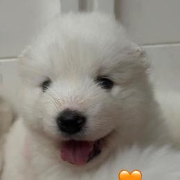 Orange - White male Samoyed puppy in Hollywood, Florida from ArticCross Samoyeds-Florida