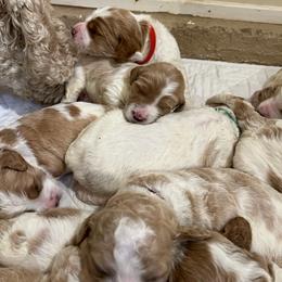 Assorted Doodle Crosses, Australian Labradoodle, Goldendoodle, and Newfoundland Puppies from Twin Sisters Doodles