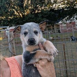 Boy 1 - Blue mottled male Australian Cattle Dog puppy in Choctaw, Oklahoma from Karen Elliott