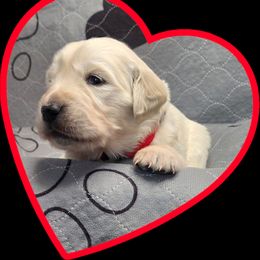 Red girl - Light golden female Golden Retriever puppy in Albuquerque, New Mexico from Teeter's Desert  Goddess Goldens