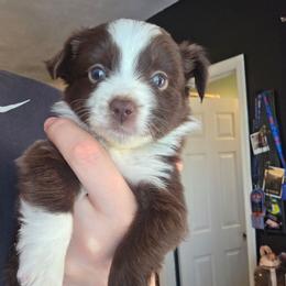 Honey - Red & white female Miniature Australian Shepherd puppy in Las Vegas, Nevada from Marii's Aussies