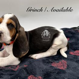 Grinch - Black white and brown male Basset Hound puppy in Dingess, West Virginia from Tuckers' Howling Hounds