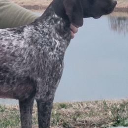 German Shorthaired Pointers from Wilson Farm GSPs