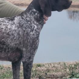 German Shorthaired Pointers from Wilson Farm GSPs