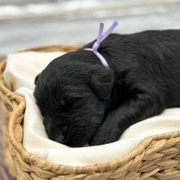 Yam - Black female Giant Schnauzer puppy in Collinsville, Mississippi from Hillside Kennels