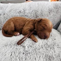 Brown - Red  female Goldendoodle puppy in Miami, Florida from GoldStar Doodles USA
