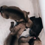 American Corgi, Pembroke Welsh Corgi, and Swedish Vallhund Puppies from Faery Mount Farm