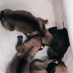 American Corgi, Pembroke Welsh Corgi, and Swedish Vallhund Puppies from Faery Mount Farm