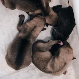 American Corgi, Pembroke Welsh Corgi, and Swedish Vallhund Puppies from Faery Mount Farm