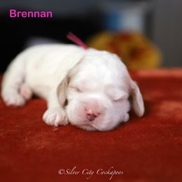Brennan - Red and white female Cockapoo puppy in Canastota, New York from Silver City Cockapoos