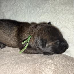 Green Collar - Fawn sable male Belgian Malinois puppy in Trenton, Georgia from Laeknir K9