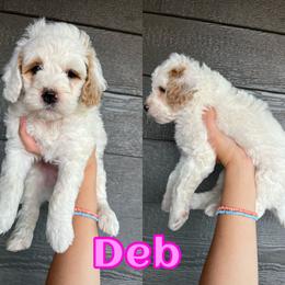 Bernedoodle Puppies from Over the Moon Poodles and Doodles