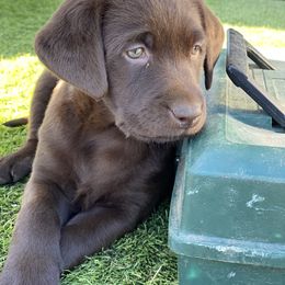 Golden Retriever and Labrador Retriever Puppies from North Coast Retrievers