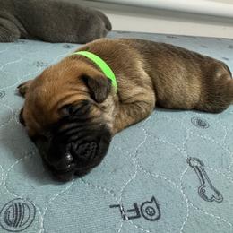 Diesel - Red male Cane Corso puppy in Pollock Pines, California from Capitol City Cane Corso