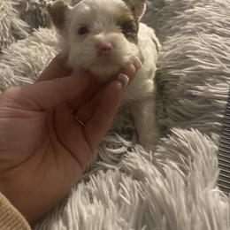Boy 3 - Parti male Yorkshire Terrier puppy in Yukon, Oklahoma from Tiffs Yorkie babies