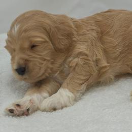 Francis - blue - Apricot female Goldendoodle puppy in Phoenix, Arizona from Kerri's Goldendoodles