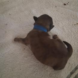 Boy 3 - Chocolate male Shih Tzu puppy in Lake Worth, Florida from Shih Tzu Cottage