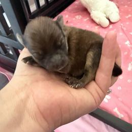 Chocolate - Chocolate parti male Pomeranian puppy in Cheektowaga, New York from Luxe Legacy Pomeranians