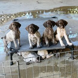 German Shorthaired Pointers from So Cal Shorthairs