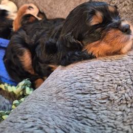 Jesse - Black and tan male Cavalier King Charles Spaniel puppy in Shirley, Massachusetts from StoryBook Cavaliers LLC