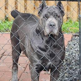 Jemma - Gray female Cane Corso puppy in Pylesville, Maryland from Safe Haven Cane Corso