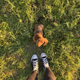 Dachshund Puppies from Ella's Mini Long Haired Dachshunds