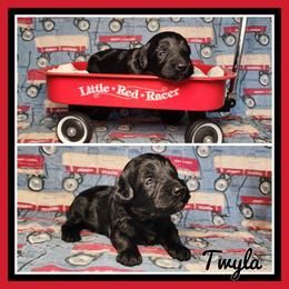 Twyla - Black female Schnoodle puppy in Lebanon, Missouri from Cedar Glades Canines