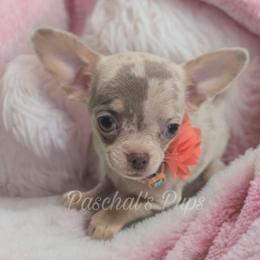Fawn - Merle female Chihuahua puppy in Bowdon, Georgia from Paschal's Pups