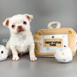 Jerry - White male Chihuahua puppy in Anderson, South Carolina from Lil Treasures Chihuahuas