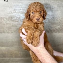 Indie - Red  male Goldendoodle puppy in Abilene, Texas from Mesquite Kennels