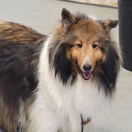 Bella - Shetland Sheepdog